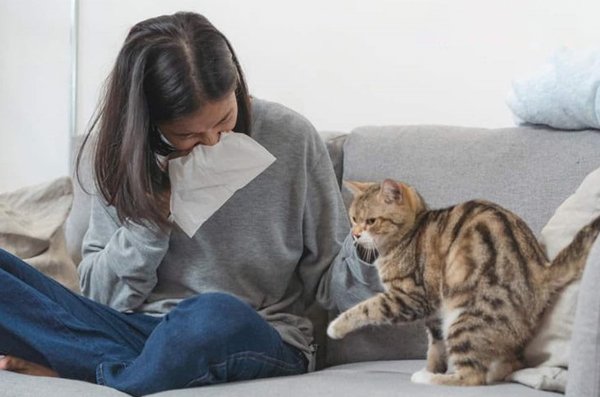 Dị ứng lông mèo thường biểu hiện ở đường hô hấp